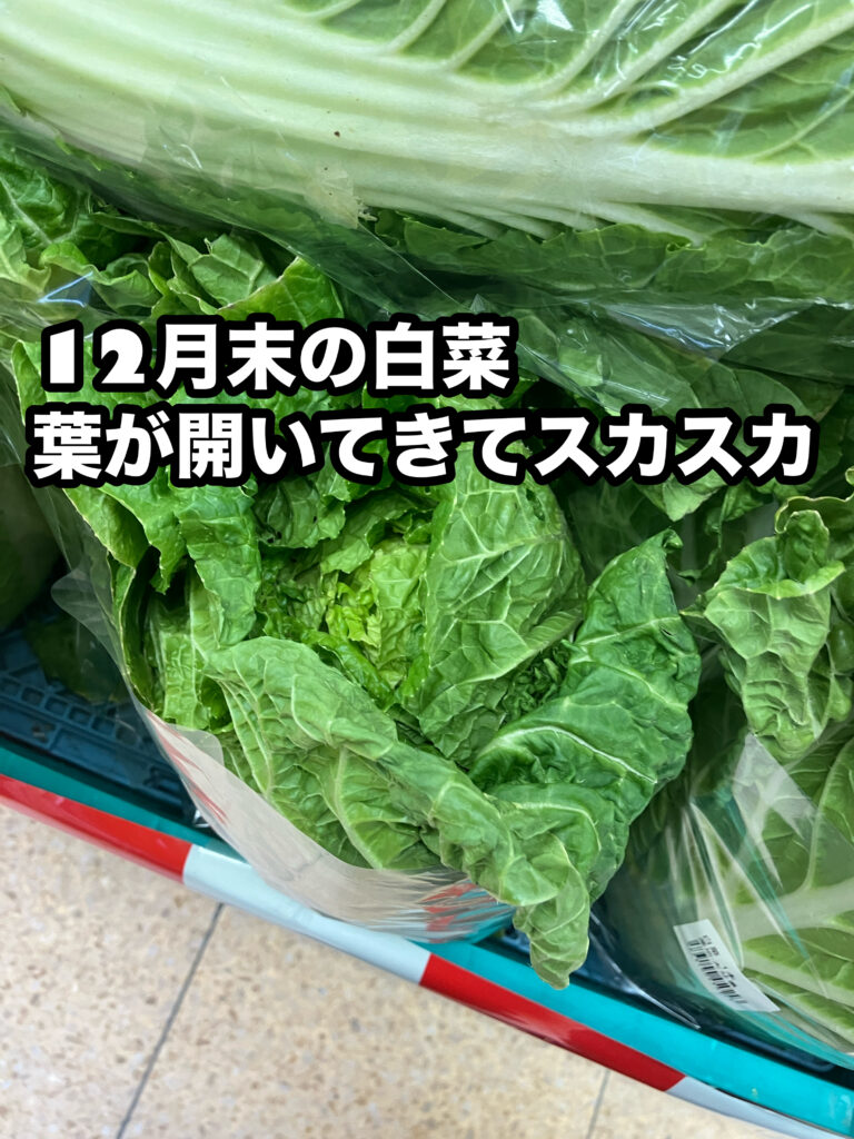12月下旬の白菜