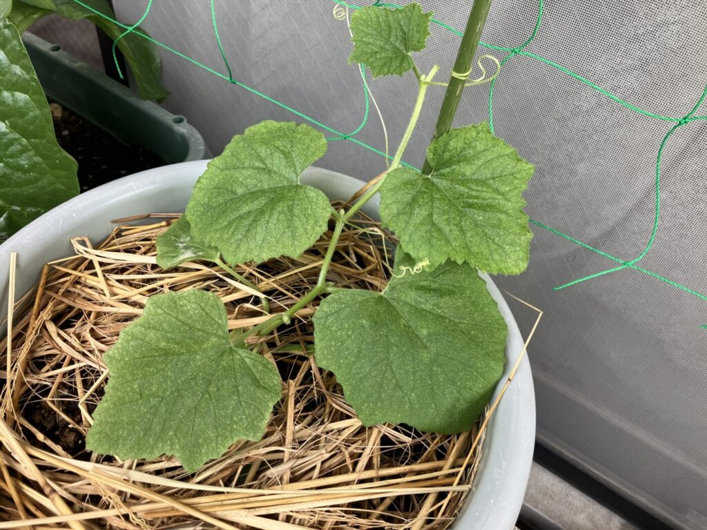 白瓜 家庭菜園