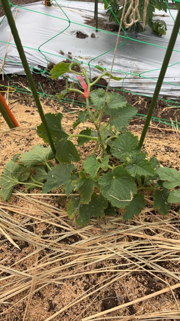 白瓜の地植え