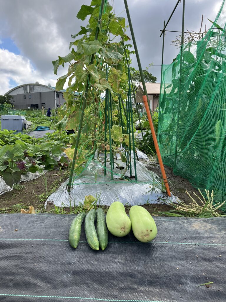 白瓜の地植え