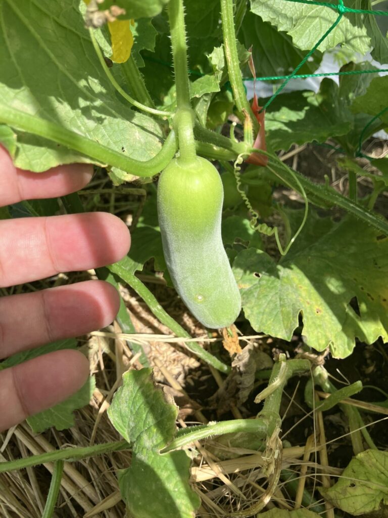 大きくなる前の白瓜
