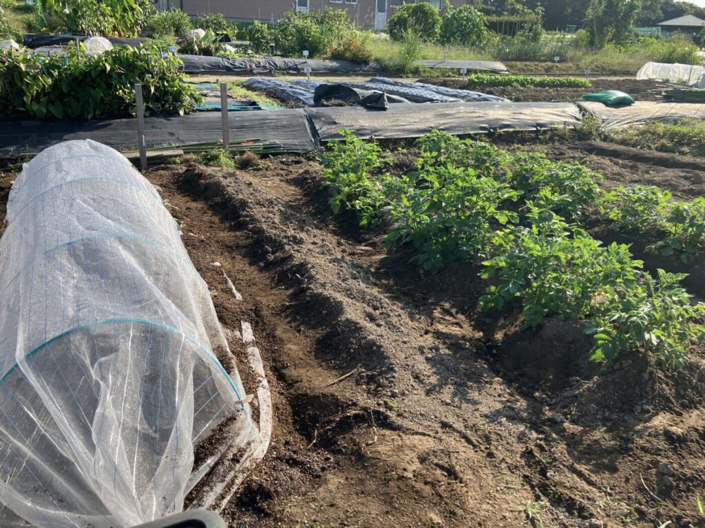 都市農業センター 秋撒き